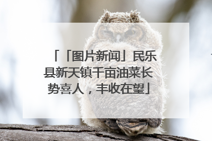 「图片新闻」民乐县新天镇千亩油菜长势喜人，丰收在望