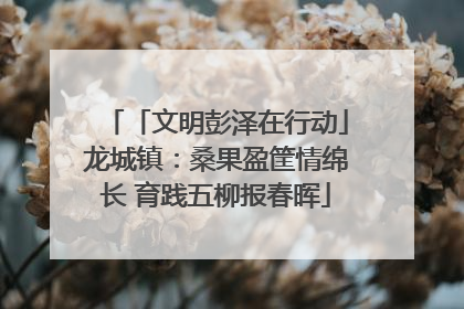 「文明彭泽在行动」龙城镇：桑果盈筐情绵长 育践五柳报春晖
