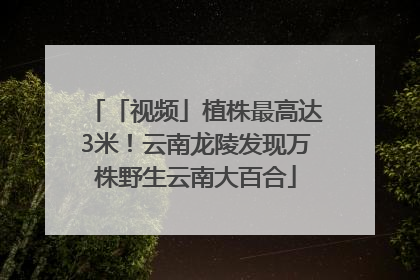 「视频」植株最高达3米！云南龙陵发现万株野生云南大百合