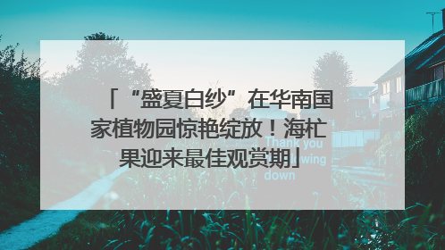 “盛夏白纱”在华南国家植物园惊艳绽放！海杧果迎来最佳观赏期