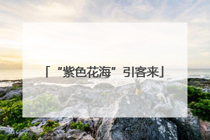 “紫色花海”引客来