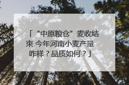 “中原粮仓”麦收结束 今年河南小麦产量咋样？品质如何？