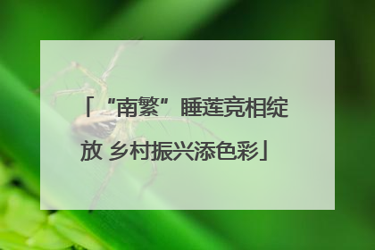 “南繁”睡莲竞相绽放 乡村振兴添色彩