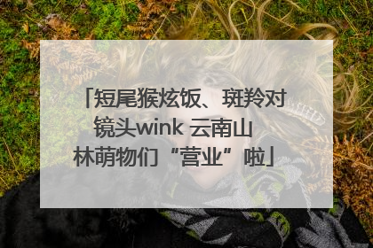 短尾猴炫饭、斑羚对镜头wink 云南山林萌物们“营业”啦