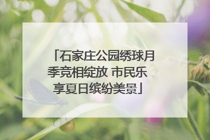 石家庄公园绣球月季竞相绽放 市民乐享夏日缤纷美景