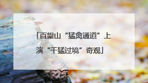 百望山“猛禽通道”上演“千猛过境”奇观
