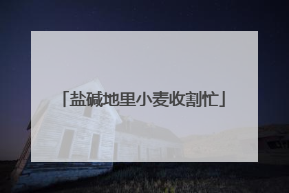 盐碱地里小麦收割忙