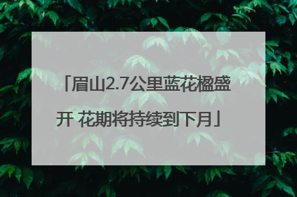 眉山2.7公里蓝花楹盛开 花期将持续到下月