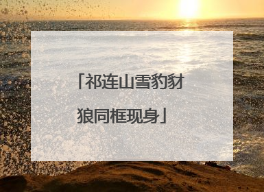 祁连山雪豹豺狼同框现身
