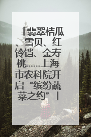 翡翠桔瓜、雪贝、红铃铛、金寿桃……上海市农科院开启“缤纷蔬菜之约”