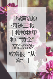 绿满陇原·奇迹三北｜梭梭林里种“黄金” 高台治沙致富很“从容”