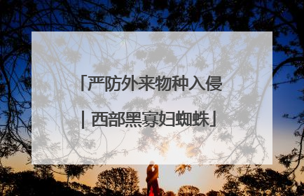 严防外来物种入侵｜西部黑寡妇蜘蛛