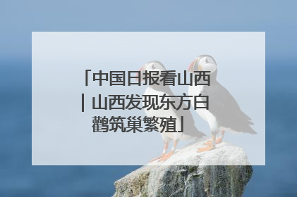 中国日报看山西｜山西发现东方白鹳筑巢繁殖