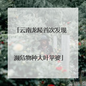云南龙陵首次发现濒危物种大叶苹婆