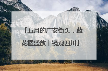 五月的广安街头，蓝花楹盛放丨镜观四川