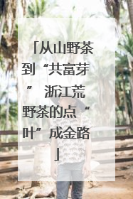 从山野茶到“共富芽” 浙江荒野茶的点“叶”成金路