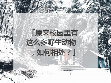 原来校园里有这么多野生动物，如何相处？