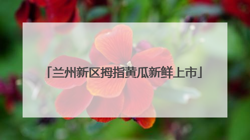 兰州新区拇指黄瓜新鲜上市