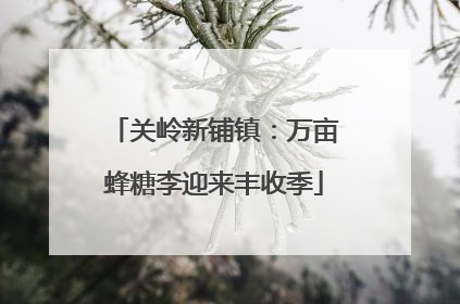 关岭新铺镇：万亩蜂糖李迎来丰收季