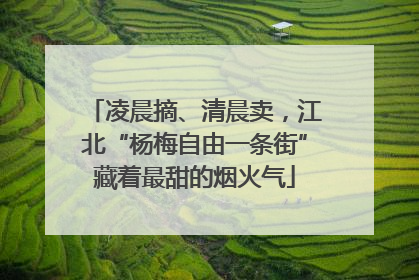 凌晨摘、清晨卖，江北“杨梅自由一条街”藏着最甜的烟火气