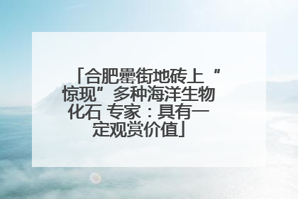 合肥罍街地砖上“惊现”多种海洋生物化石 专家：具有一定观赏价值