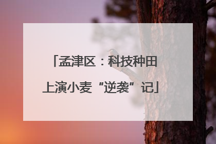 孟津区：科技种田 上演小麦“逆袭”记