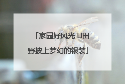 家园好风光 ⎮田野披上梦幻的银装
