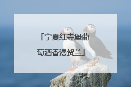 宁夏红寺堡葡萄酒香漫贺兰