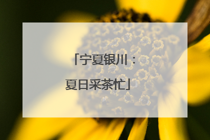 宁夏银川：夏日采茶忙