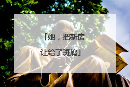 她，把新房让给了斑鸠