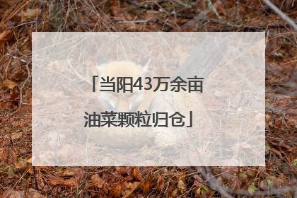 当阳43万余亩油菜颗粒归仓