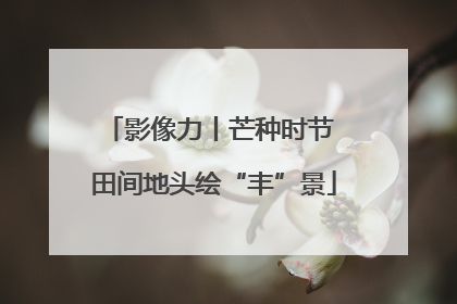 影像力丨芒种时节 田间地头绘“丰”景