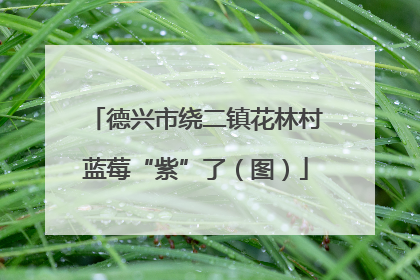 德兴市绕二镇花林村蓝莓“紫”了（图）