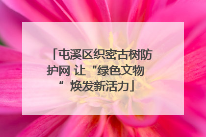 屯溪区织密古树防护网 让“绿色文物”焕发新活力