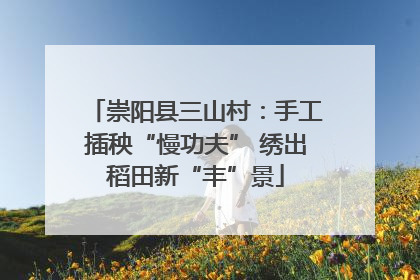 崇阳县三山村：手工插秧“慢功夫” 绣出稻田新“丰”景