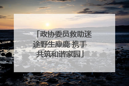 政协委员救助迷途野生麋鹿 携手共筑和谐家园