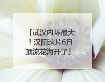 武汉内环最大！汉阳这片6月顶流花海开了
