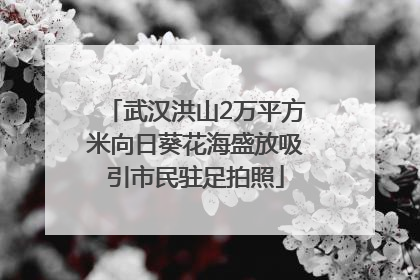 武汉洪山2万平方米向日葵花海盛放吸引市民驻足拍照