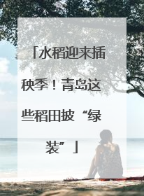 水稻迎来插秧季！青岛这些稻田披“绿装”