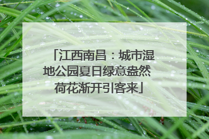 江西南昌：城市湿地公园夏日绿意盎然 荷花渐开引客来
