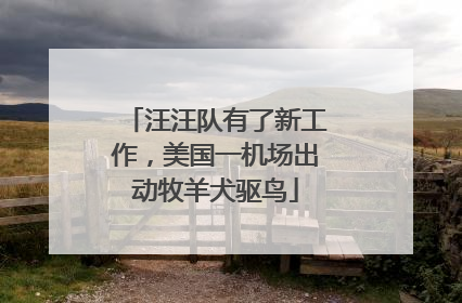 汪汪队有了新工作，美国一机场出动牧羊犬驱鸟