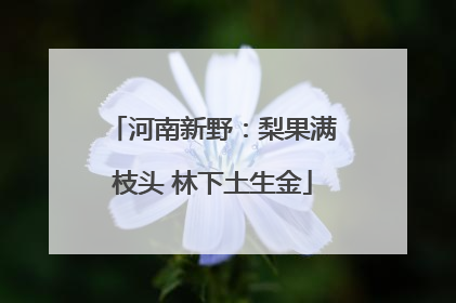 河南新野：梨果满枝头 林下土生金