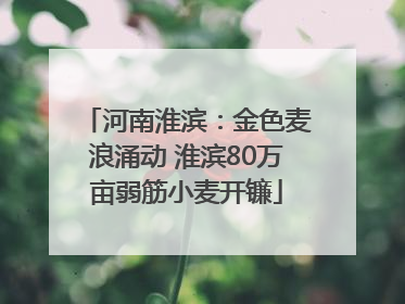 河南淮滨：金色麦浪涌动 淮滨80万亩弱筋小麦开镰