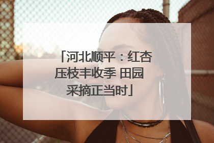 河北顺平：红杏压枝丰收季 田园采摘正当时