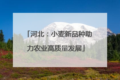 河北：小麦新品种助力农业高质量发展