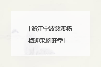 浙江宁波慈溪杨梅迎采摘旺季