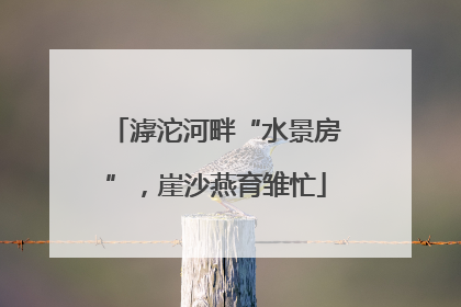 滹沱河畔“水景房”，崖沙燕育雏忙
