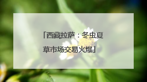 西藏拉萨：冬虫夏草市场交易火爆