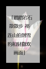 蹭蹭岩石散散步 祁连山拍到雪豹和豺撒欢画面