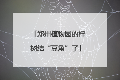 郑州植物园的梓树结“豆角”了